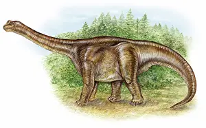 Sauropod: Camarasaurus dinosaur