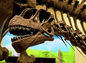 Paleontology: Camarasaurus Dinosaur