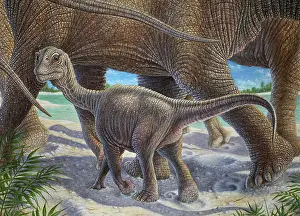 Prints: Camarasaurus Lentus - herd with calf