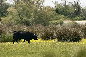 Spermatophytes: Camargue bull in a meadow in bloom France