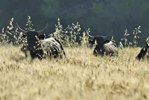 Monocotyledones: Camargue bulls escaped in a field of ripe wheat France