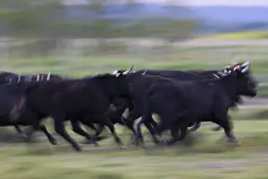Unsharp: Camargue bulls running in pasture Camargue France