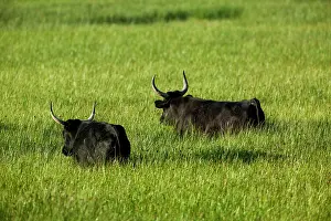 Shadows: Camargue Cattle France