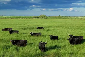 Steer: Camargue Cattle France