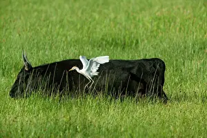 Steer: Camargue Cattle France