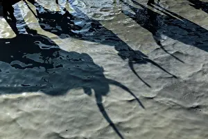Shadows: Camargue Cattle France