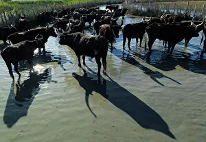 Shadows: Camargue Cattle France