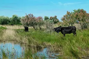 Swampland: Camargue Cattle France