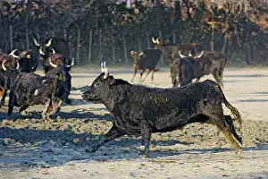 Mixture: Camargue Cattle - mixture of cows & bulls