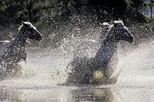 Cantering: Camargue Horse