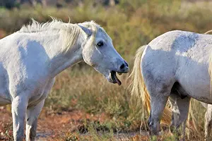 Neighing: Camargue Horse