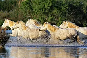 Cantering: Camargue Horse