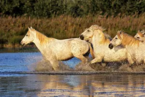 Cantering: Camargue Horse
