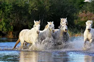 Cantering: Camargue Horse