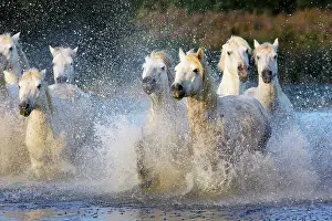 Cantering: Camargue Horse