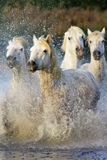 Cantering: Camargue Horse