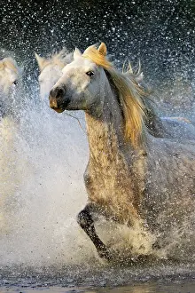 Cantering: Camargue Horse