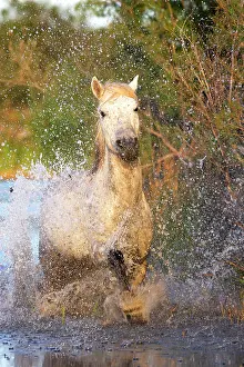 Cantering: Camargue Horse