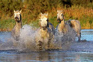 Cantering: Camargue Horse