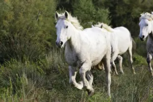 Cantering: Camargue Horse