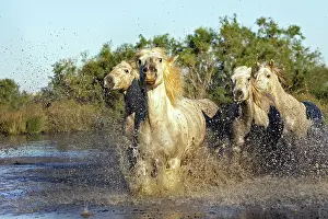 Cantering: Camargue Horse
