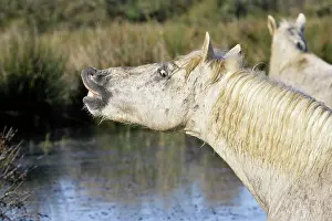 Neighing: Camargue Horse