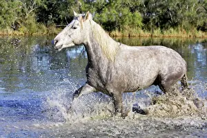 Cantering: Camargue Horse
