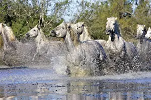 Cantering: Camargue Horse