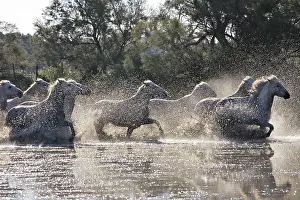 Cantering: Camargue Horse