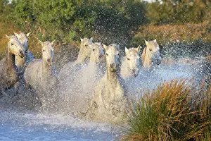 Cantering: Camargue Horse