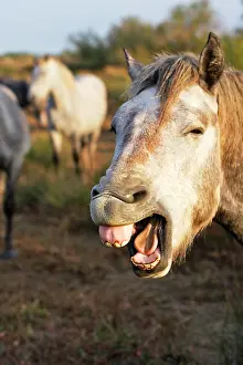 Neighing: Camargue Horse