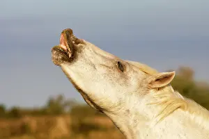 Neighing: Camargue Horse