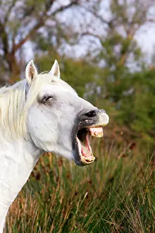 Neighing: Camargue Horse
