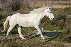 Cantering: Camargue Horse