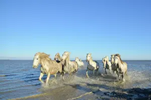 Spatter: Camargue horse - Camargue