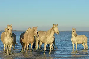Bouches: Camargue horse - Camargue