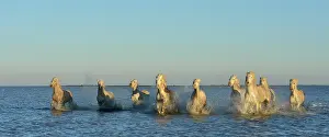 Spatter: Camargue horse - Camargue