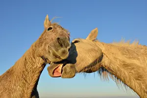 Bouches: Camargue horse - Camargue