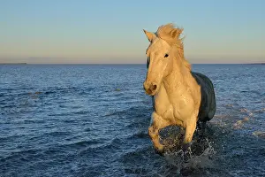Bouches: Camargue horse - Camargue
