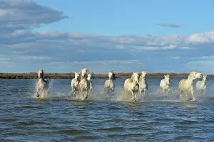 Spatter: Camargue horse - Camargue