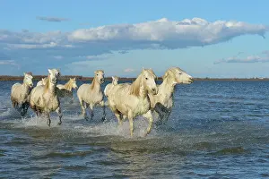Spatter: Camargue horse - Camargue
