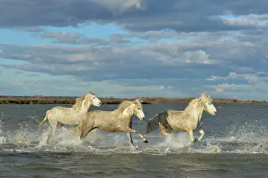 Spatter: Camargue horse - Camargue