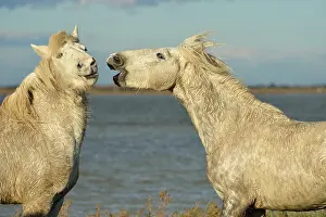 Bouches: Camargue horse - Camargue