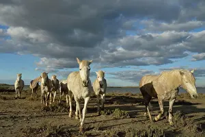 Rive: Camargue horse - Camargue