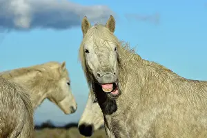 Grimacing: Camargue horse - Camargue