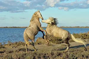 Raise: Camargue horse - Camargue