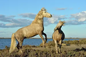 Raise: Camargue horse - Camargue