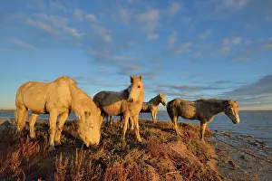 Saddle: Camargue horse - Camargue