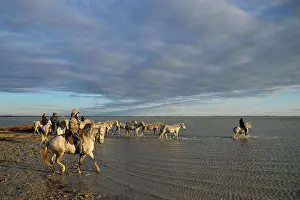 Saddle: Camargue horse - Camargue