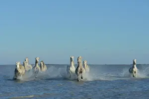 Saddle: Camargue horse - Camargue